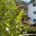 Duke Street-2