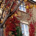 Ravenswood-3